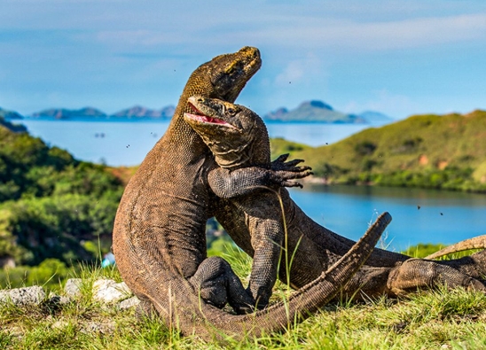 Taman Nasional Komodo yang berstatus Situs Warisan Dunia UNESCO